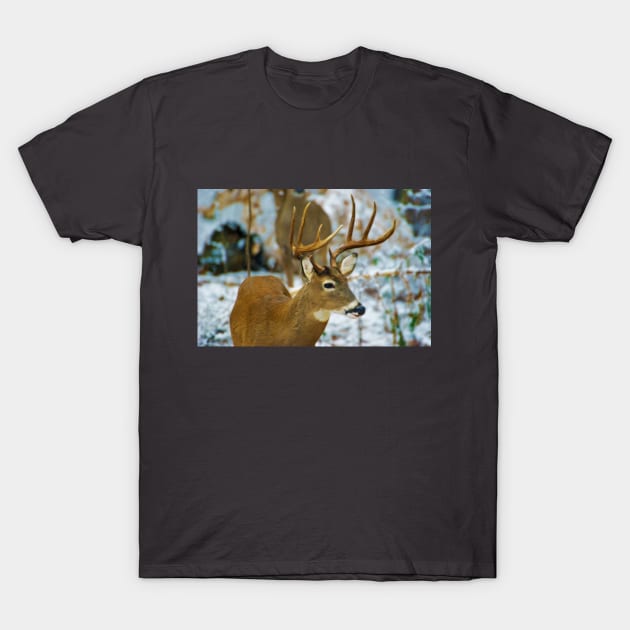 Male Deer in Snow T-Shirt by lauradyoung